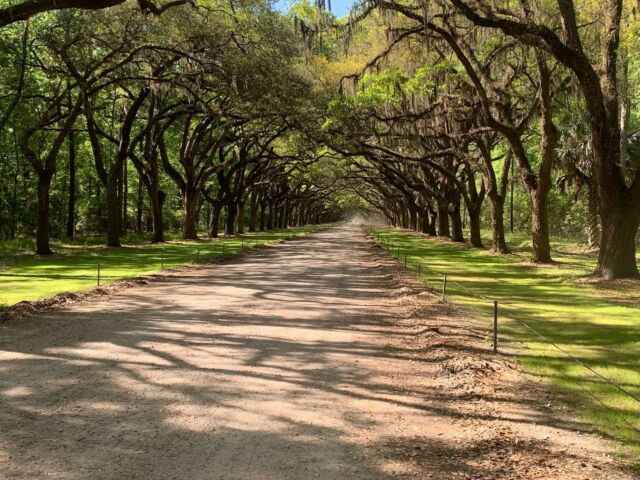 Beautiful Wormsloe State Historic Site and its inviting avenue of oaks, lies just outside of Savannah, and is easily accessible by bicycle. Noble Jones, who arrived in Savannah alongside James Edward Oglethorpe in 1733, built his estate on the grounds, which he named after his British township (Wormslow). Today visitors can explore the site and view the remains of Jones’s residence.Drop your bags. Grab your bike. Explore. 🚲Savannah On Wheels • Bicycle Rentals • Bicycle Tours • Bicycle Sales • Bicycle Repairs •#savannahgeorgia #savannahga #savannahgeorgia🍑 #visitsavannah #exploregeorgia #georgiaonmymind #thingstodoinsavannah #bikesav #dropyourbagsgrabyourbikes #savannahwedding #savannahweddings #savannahbachelorette #shoplocal #shoplocalsavannah #shopsmall #shopsmallbusiness #mondaymotivation #monday #mondayvibes #mondaymood #mondays #mondayblues #mondaymorning #history #historic #adventure #travel #travelphotography